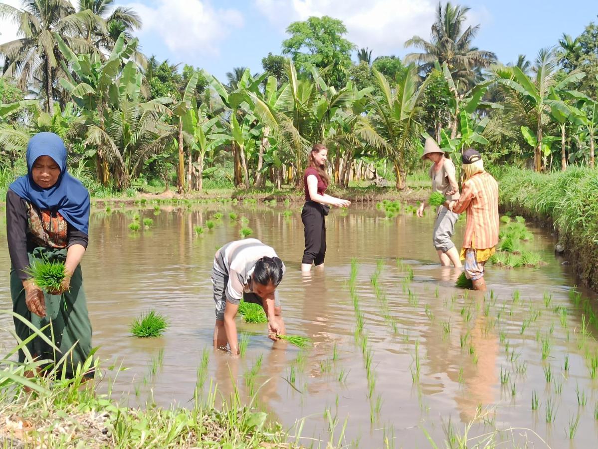טטבאטו Bunga Maliq Bungalow Lombok מראה חיצוני תמונה