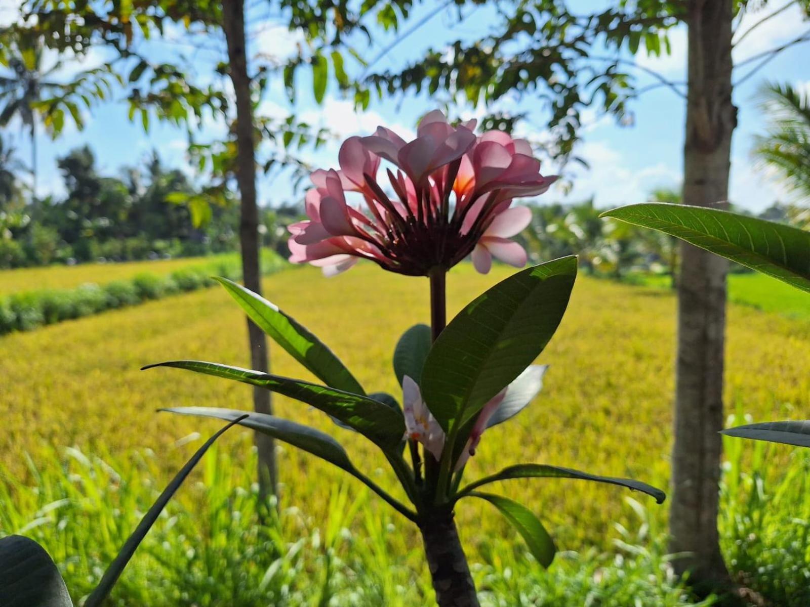 טטבאטו Bunga Maliq Bungalow Lombok מראה חיצוני תמונה