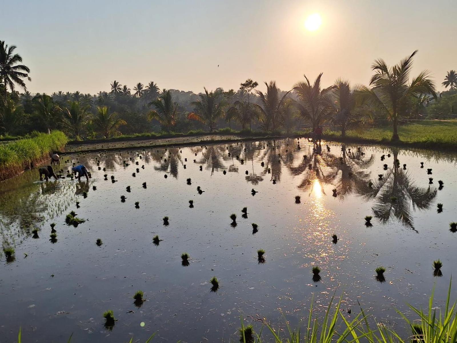 טטבאטו Bunga Maliq Bungalow Lombok חדר תמונה